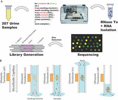 High-Throughput and Automated Acoustic Trapping of Extracellular Vesicles to Identify microRNAs With Diagnostic Potential for Prostate Cancer